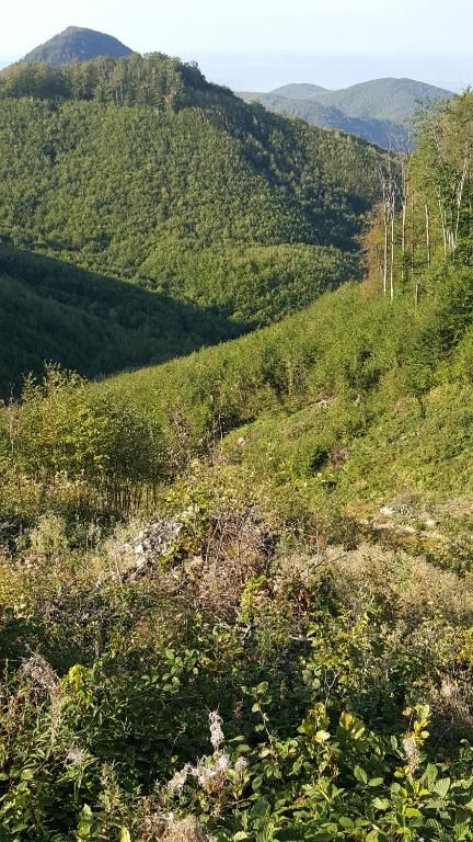 Гостевой дом La Bustea Hărţăgani